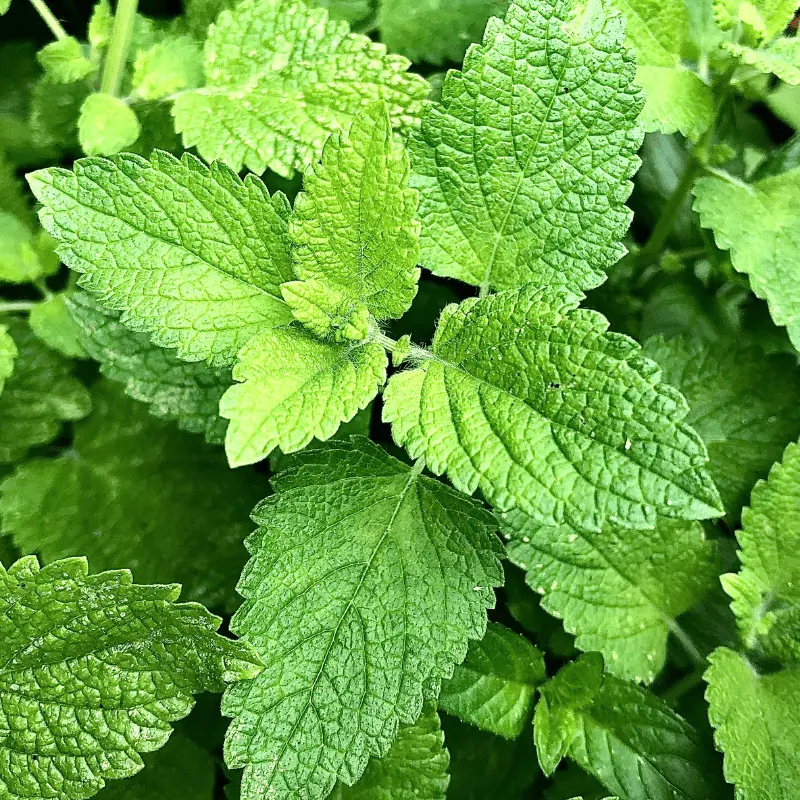 schönr grüne minze