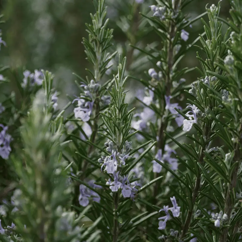Getrockneter Thymian in Holzschale aufgenommen