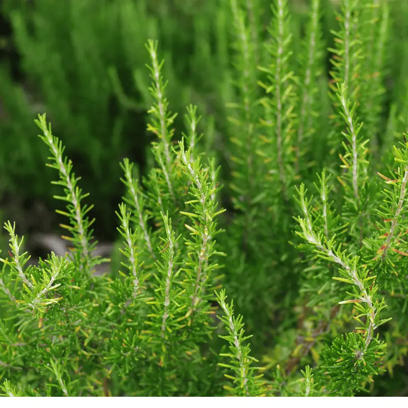 Getrocknete Rosmarinzweige im mediterranen Anbaugebiet